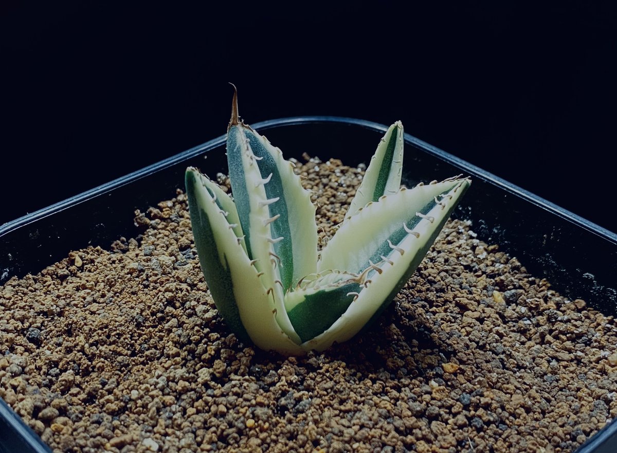 アガベ・チタノタ スナグルトゥース子株-002｜agave titanota snaggle...