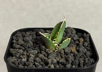 アガベ・チタノタ 緑幽霊(中)-010｜agave titanota green ghost