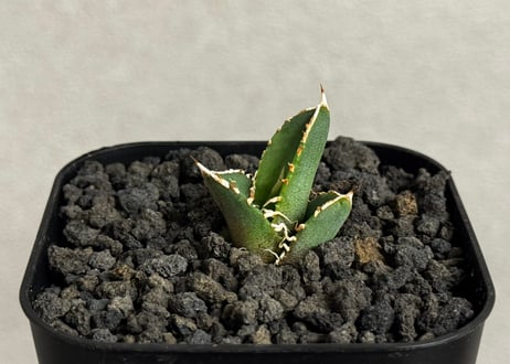 アガベ・チタノタ　CJ-Special（芽）-015｜agave titanota CJ-Special