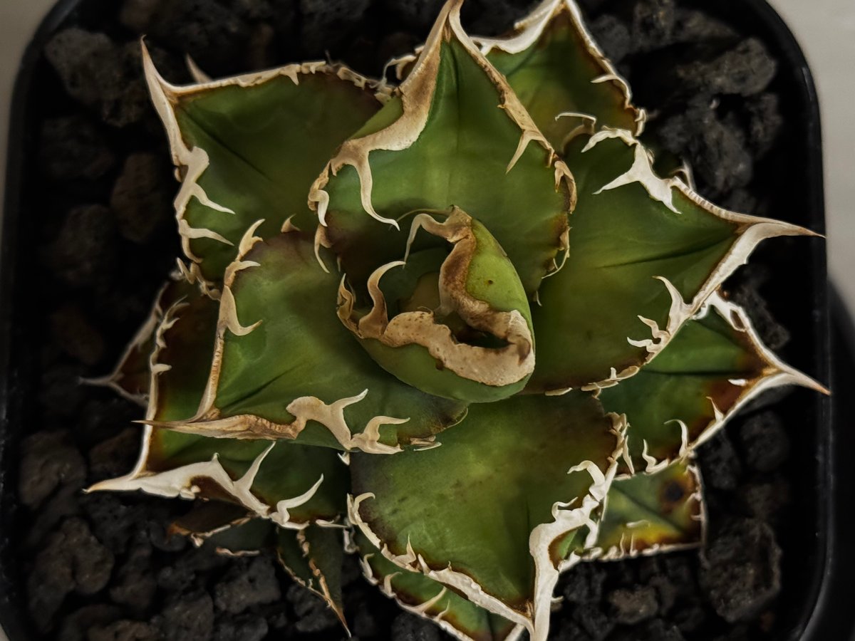 アガベ・チタノタ 流星(台湾Lize産)-002｜agave titanota Meteor