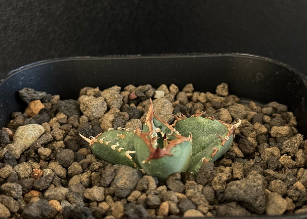 アガベ・チタノタ 鰐亀(芽)-005|agave titanota alligator sna アガベ・チタノタ 鰐亀(芽)-005|agave titanota alligator sna