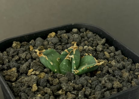 アガベ・チタノタ 魔丸（芽）-024｜agave titanota imps