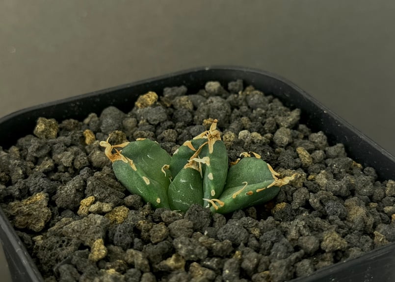 アガベ・チタノタ 魔丸（芽）-024｜agave titanota imps | Plus_P
