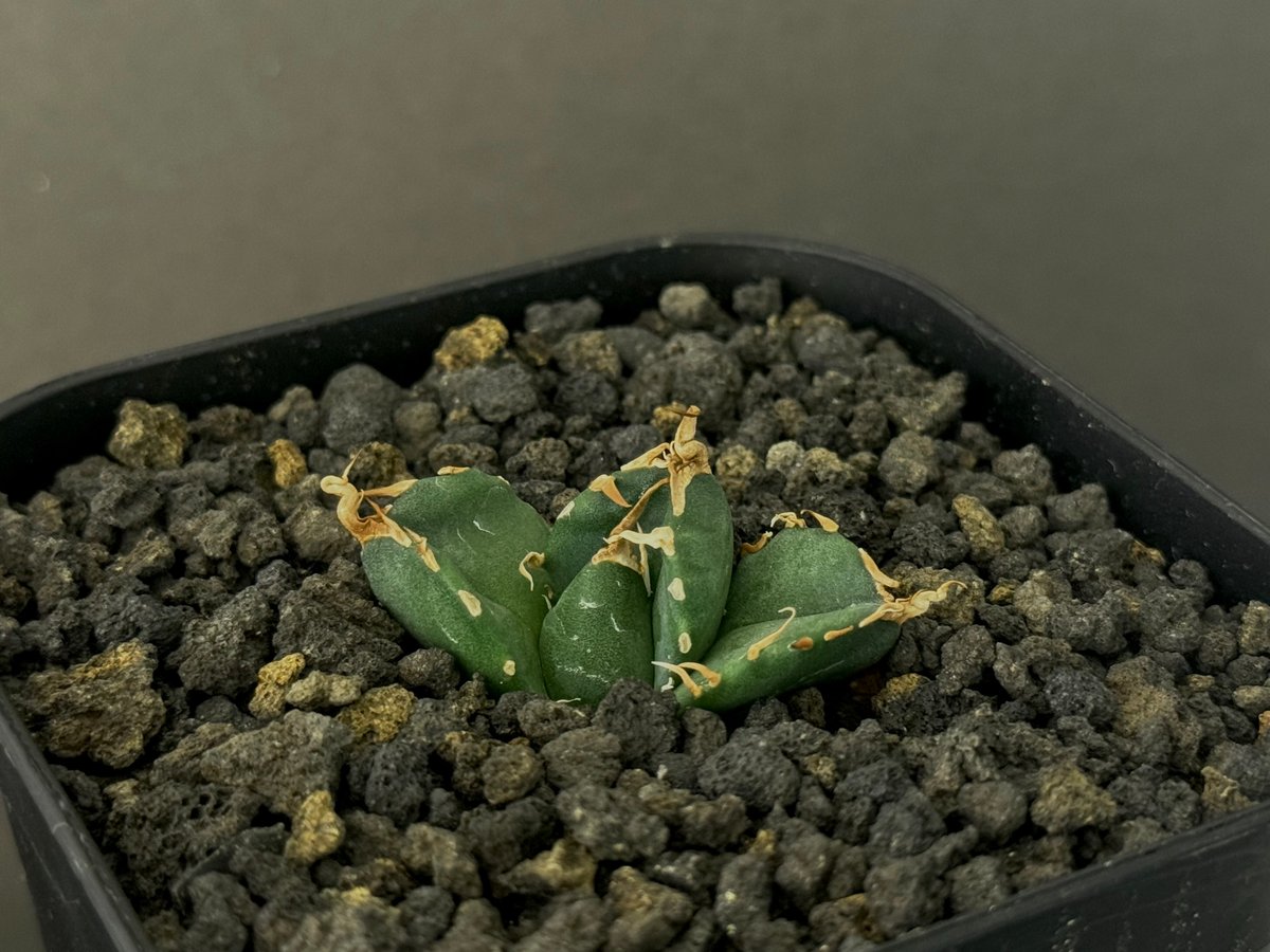 アガベ・チタノタ 魔丸(芽)-024|agave titanota imps | Plus_P アガベ・チタノタ 魔丸(芽)-024|agave titanota imps | Plus_P