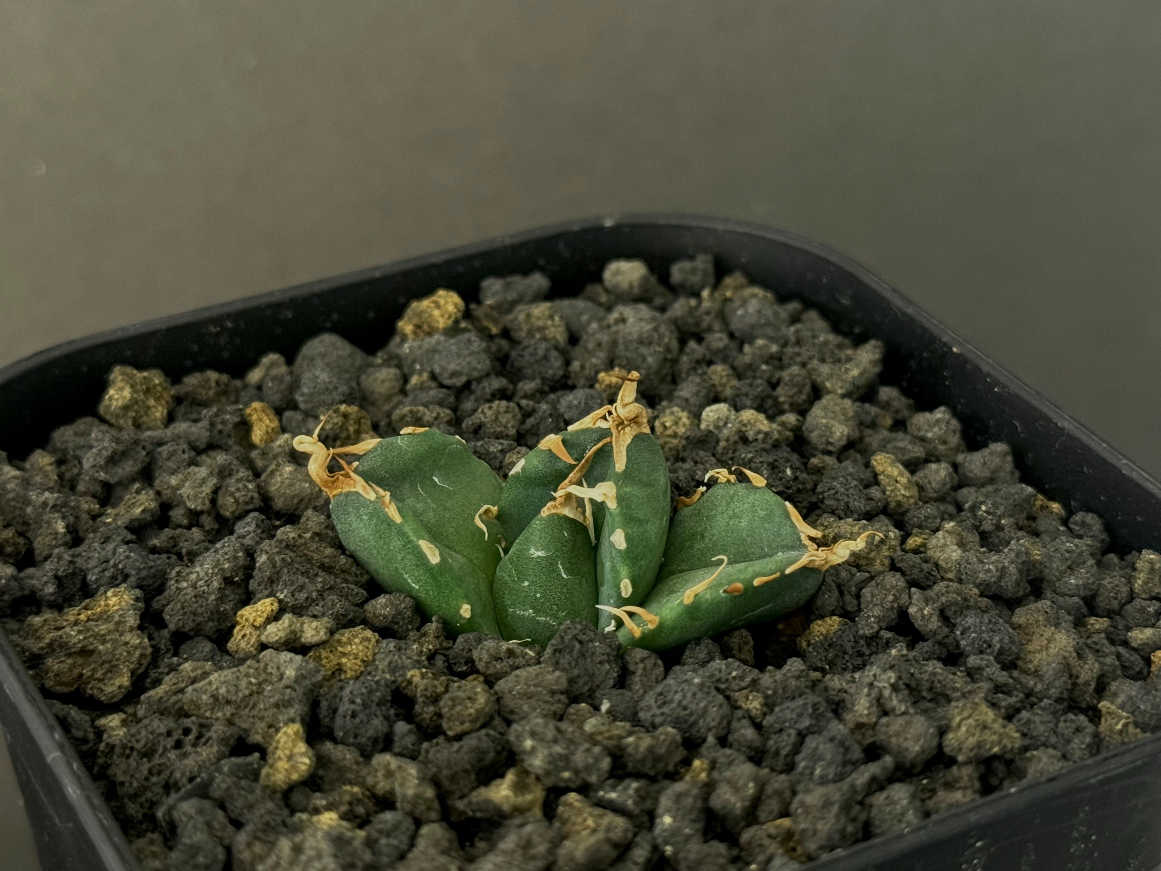 アガベ・チタノタ 魔丸（芽）-024｜agave titanota imps | Plus_P
