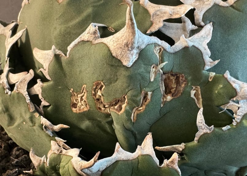 アガベ・チタノタ 夕映厳竜（ボールタイプ）特大-011｜agave titanota