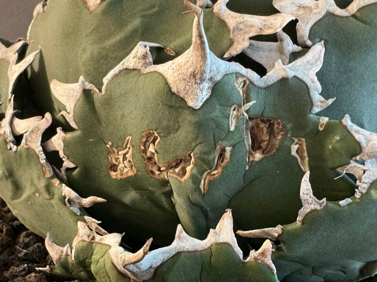 アガベ・チタノタ 夕映厳竜（ボールタイプ）特大-011｜agave titanota