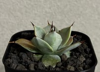 アガベ・一本刺｜（芽）-005｜ agave isthmensis inermis