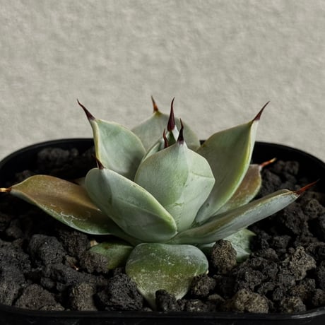 イシスメンシス | STORES