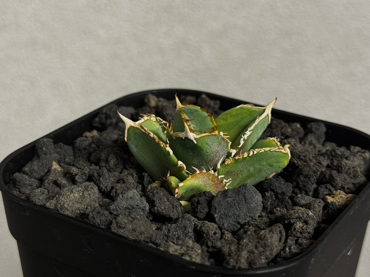 アガベ・チタノタ 白毫刺（芽）-022(当店標本株直子)｜agave titanota
