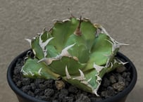 アガベ・チタノタ 流星(台湾Lize産)-001｜agave titanota Meteor