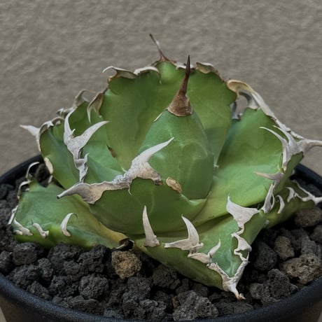 アガベ　蟹 アガベ：兜蟹錦（カブトガニニシキ）3号ポット の通販 | 園芸ネット