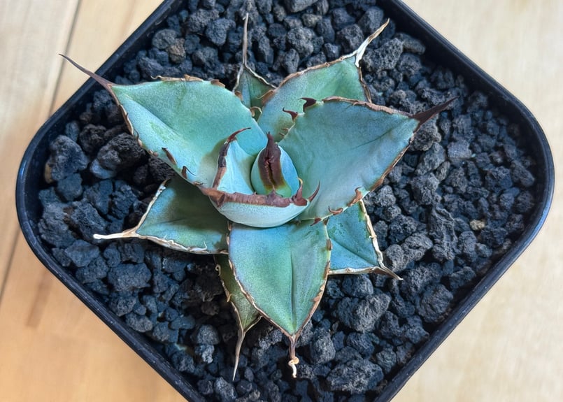 アガベ・チタノタ LQH_土（芽）006｜agave titanota saturn | Pl