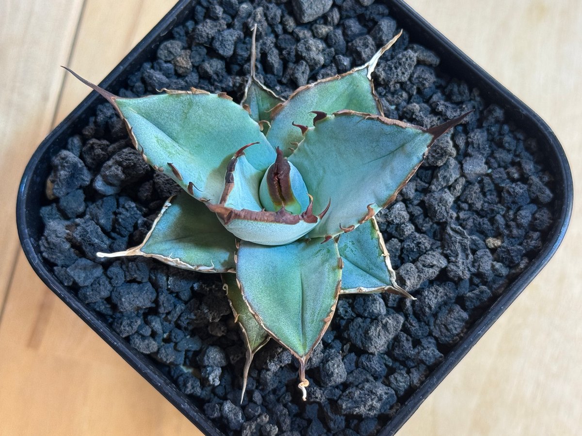 アガベ・チタノタ LQH_土（芽）006｜agave titanota saturn | Pl