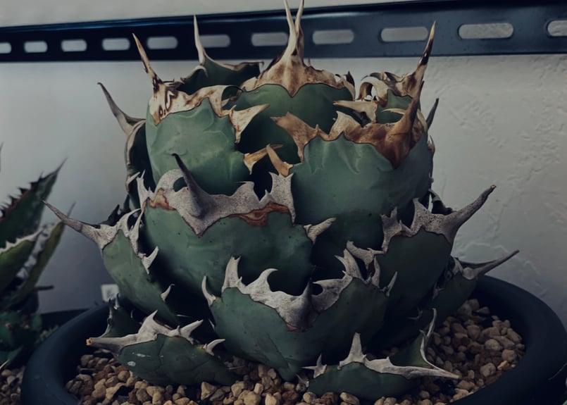 アガベ・チタノタ 阿修羅(芽)-014|Agave titanota ashura | Plu アガベ・チタノタ 阿修羅(芽)-014|Agave titanota ashura | Plu