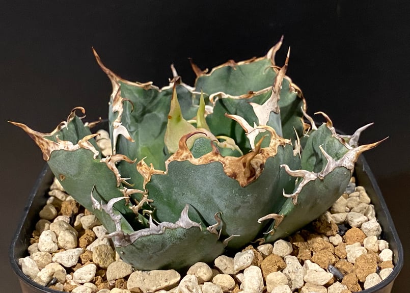 ◆アガベ!白鯨!NO.7◆ アガベ・チタノタ白鯨-007|agave titanota white whale | Plu