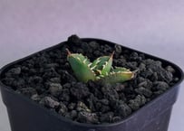 アガベ・チタノタ　流星(台湾Lize血統/芽)-003｜agave titanota Meteor
