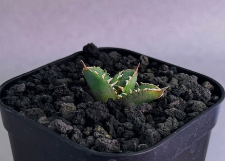 アガベ・チタノタ　流星(台湾Lize血統/芽)-003｜agave titanota Meteor
