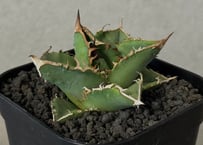 アガベ・チタノタ 姫厳竜白中斑（芽）-002｜agave titanota dwarf me
