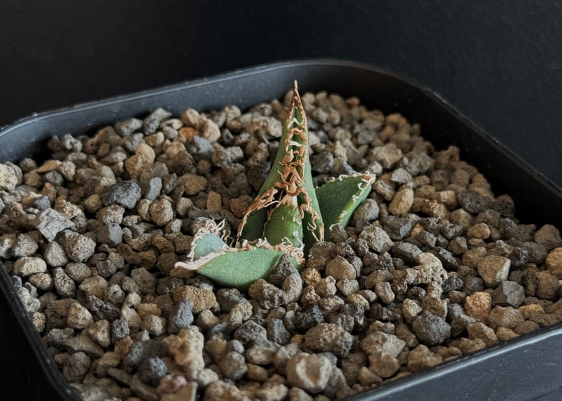 アガベ・チタノタ 蒼龍(芽)-001｜agave titanota blue dragon |