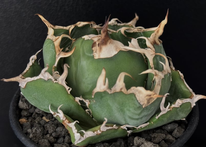 アガベ・チタノタ白鯨（厳選コンパクト）-026｜agave titanota