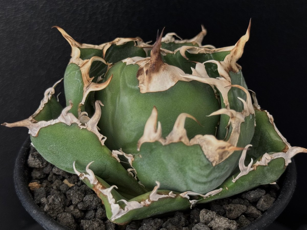 白鯨　チタノタ　アガベAgave titanota ‘White Whale アガベ・チタノタ白鯨（覆輪）中-005｜agave titanota white