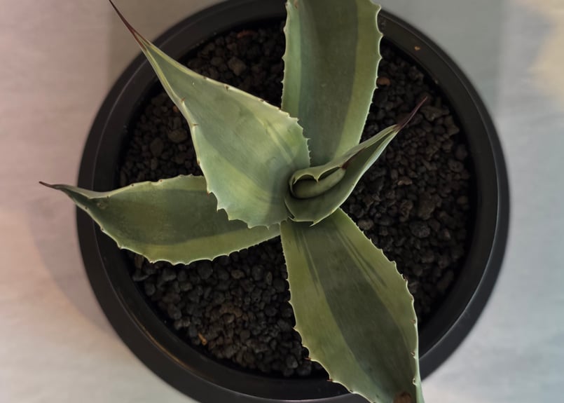 アガベ・オバティフォリア（オルカ）｜（芽）-003｜ agave