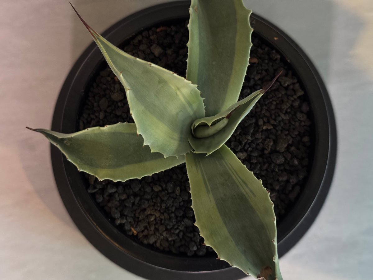 アガベ・オバティフォリア（オルカ）｜（芽）-003｜ agave
