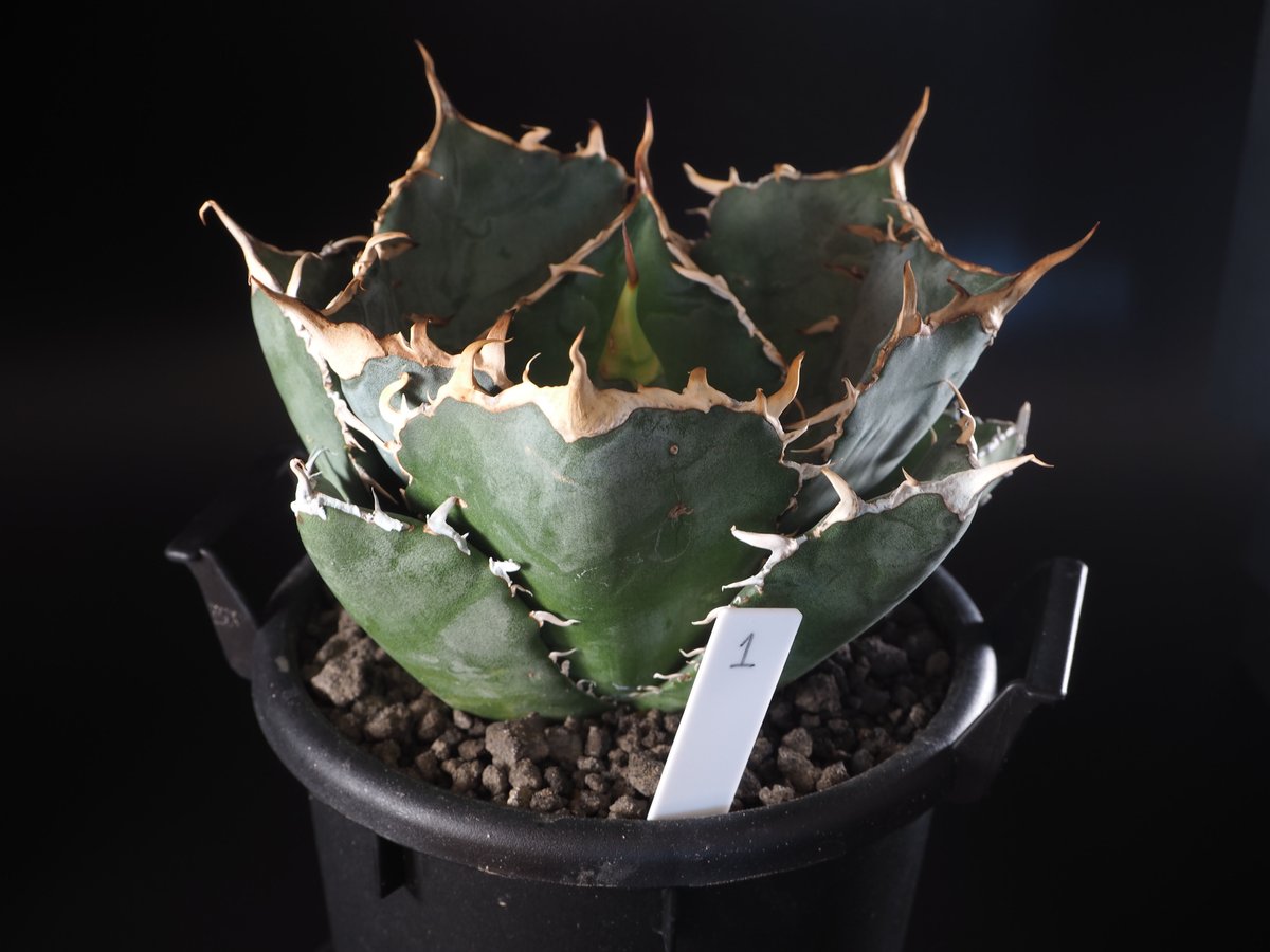 Y599 アガベ　agave チタノタ 白鯨 極上株