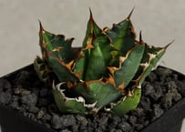 アガベ・白銀甲蟹｜（芽）-005｜ agave isthmensis | Plus_Plant