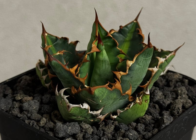 アガベ・チタノタ 萬代 X 厳竜（寛版刺/Lize血統）芽-011｜agave