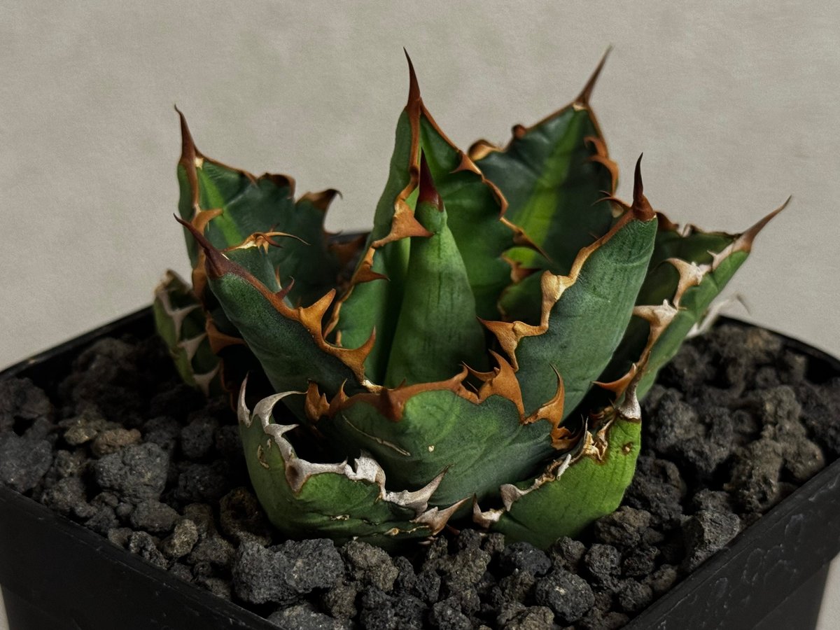アガベ・チタノタ 萬代 X 厳竜(寛版刺/Lize血統)芽-011|agave アガベ・チタノタ 萬代 X 厳竜(寛版刺/Lize血統)芽-011|agave
