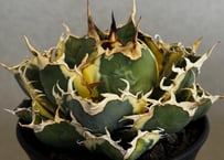 アガベ・チタノタ ビースト-002（芽）｜agave titanota beast | Plu