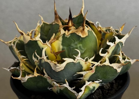 CATEGORY agave｜アガベ | Plus_Plants STORE