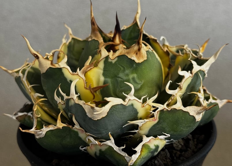 アガベ・チタノタ白鯨（覆輪）中-003｜agave titanota white whale