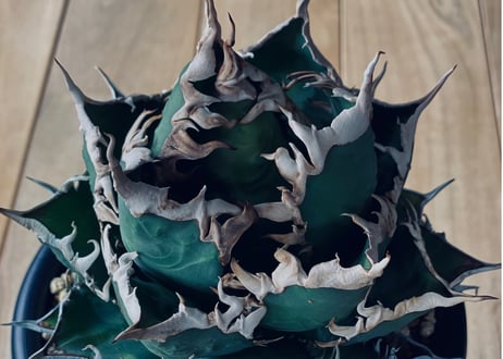 アガベ・チタノタ 海王（小株）-024｜agave titanota aqua man