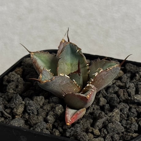 チタノタ白妖 | STORES