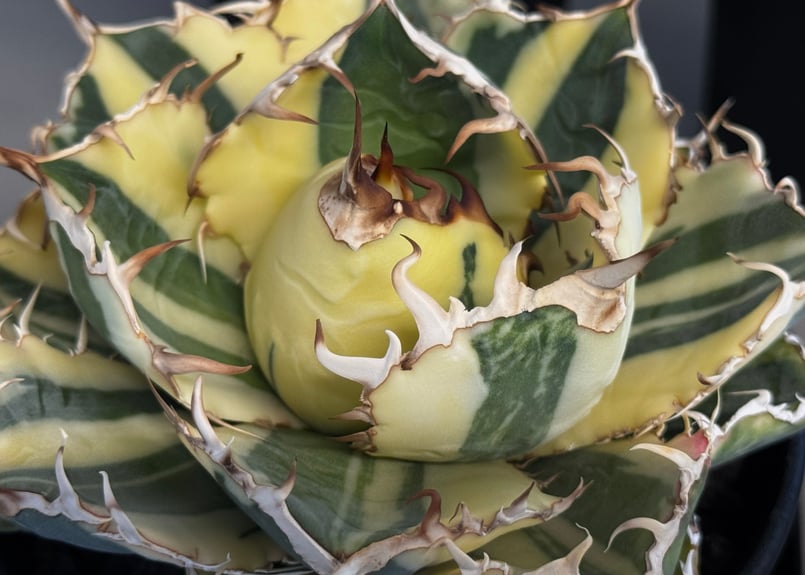 アガベ・チタノタ白鯨（縞斑）中-002｜agave titanota white whale