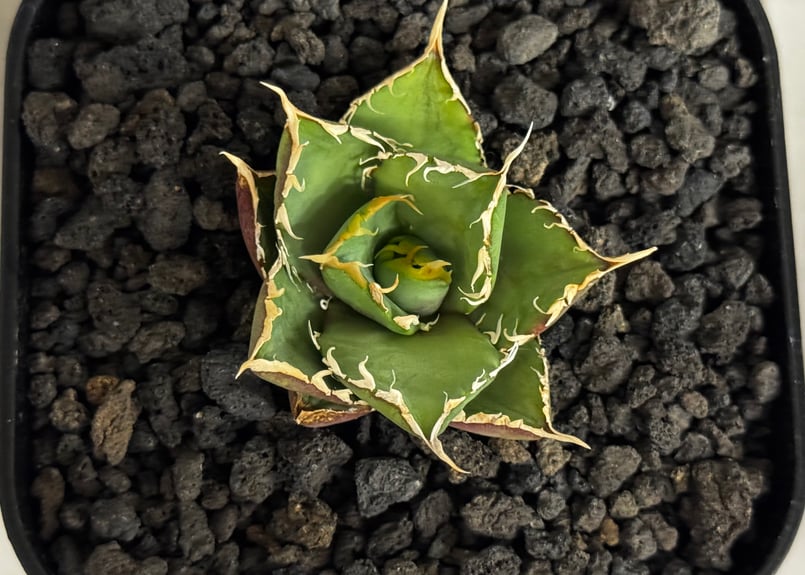 アガベ・チタノタ 緑水鬼(芽)-006｜agave green submariner | Pl