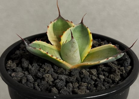 アガベ・パリー（オリザバ）｜（芽）-002｜ agave parryi var. truncata Orizaba