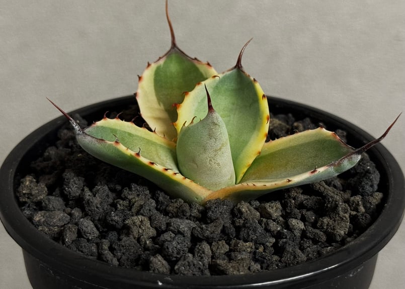アガベ・パリー（オリザバ）｜（芽）-002｜ agave parryi var. trunca