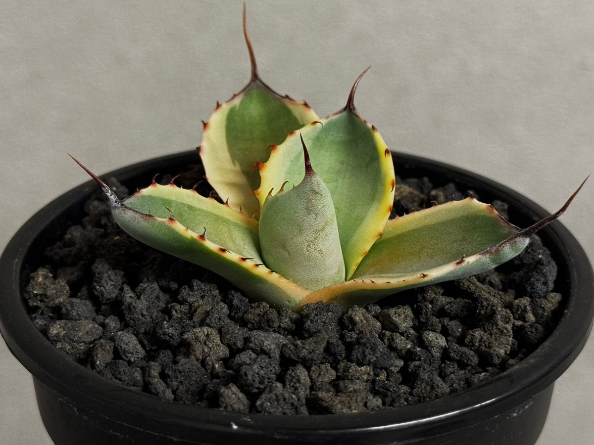 アガベ・パリー（オリザバ）｜（芽）-002｜ agave parryi var. trunca