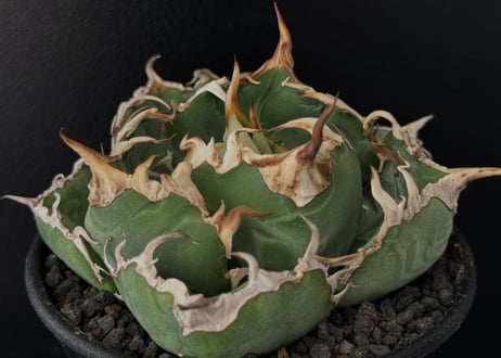 1018.アガベ チタノタ 翼龍 極上 優良血統 5子株同梱 1018.アガベ チタノタ 翼龍 極上 優良血統 5子株同梱 - メルカリ