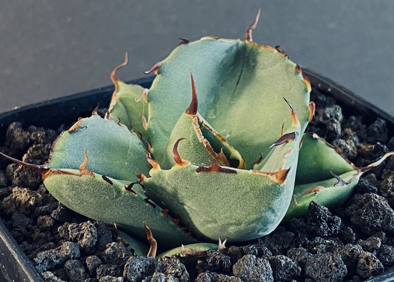 アガベ チタノタ 純血ジャガーノート 胴切り 子株 C 【公式通販】