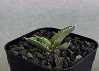 アガベ・チタノタ　CJ-Special（芽/※孫株）-018｜agave titanota CJ-Special