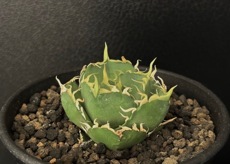 アガベ・チタノタ 緑水鬼(芽)-002｜agave green submariner | Pl