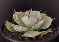 アガベ　BB beast ロイヤル アガベ チタノタブルー