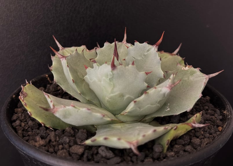Royal agave産＞アガベ・イシスメンシス （小株）-001｜ agave