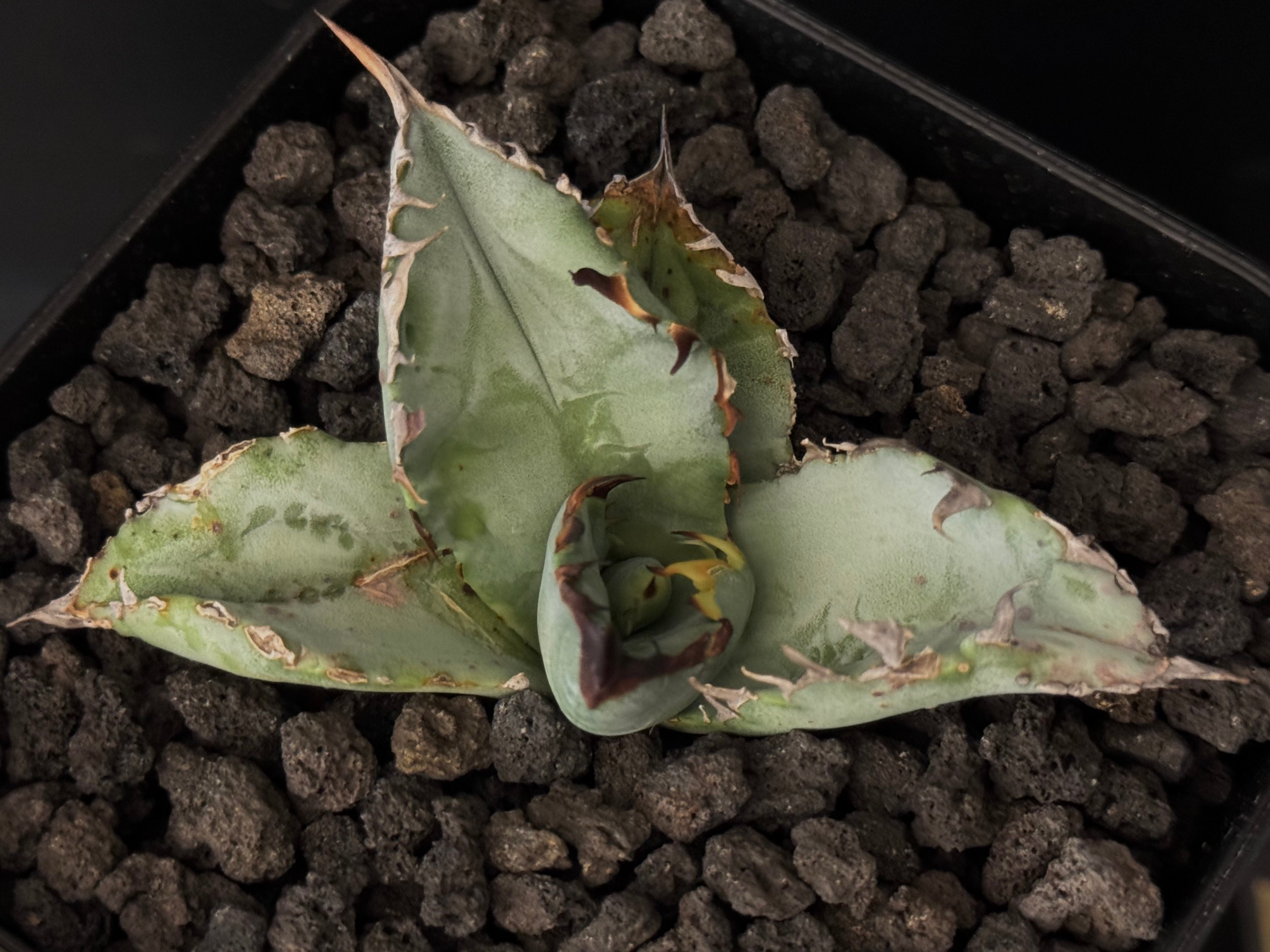 アガベ・チタノタ ビースト-001（芽）｜agave titanota beast | Plu