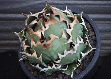 アガベ・チタノタ　姫厳竜（ボールタイプ）中-085｜agave titanota dwarf